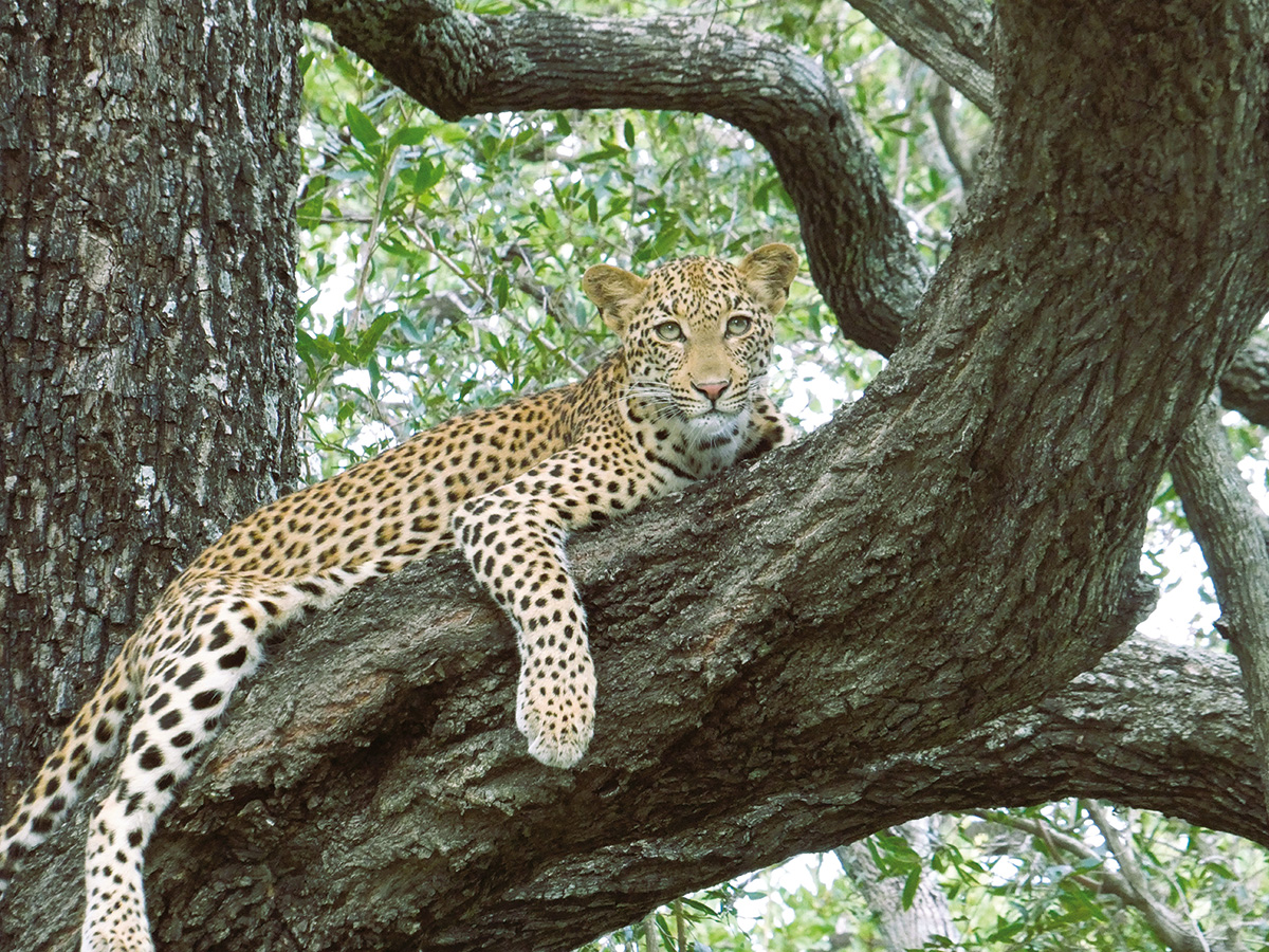 Leopard. Foto: Renate Gerdes – Renate Gerdes